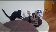 Cats vs Toasters! (A Compilation)