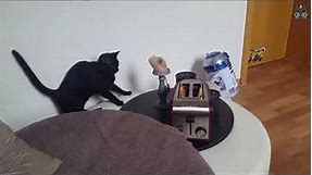 Cats vs Toasters! (A Compilation)