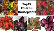 Top Colorful Houseplants To Brighten Your House / Houseplants with Fantastic Foliage /Indoor Plants