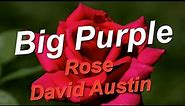 Big Purple Rose David Austin