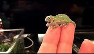 BABY CHAMELEON Changes Color Pattern (1 DAY OLD)