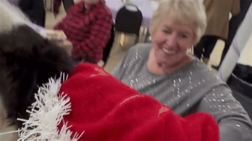 Llama gives star turn at festive senior event