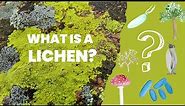 What are lichens? | Introduction to lichens and their place among living organisms