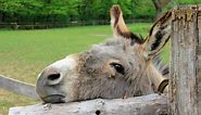 235  Donkey Names (Cool Male And Female Burro Ideas) - AHF