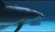 AMAZING!!!Dolphins create and play with Air-bubble 'circles'