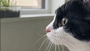 My tuxedo cat growls - funny and cute SASSY tuxedo cat