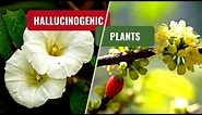 Natural psychedelic plants | Hallucinogenic plants | psychedelics
