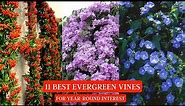 11 Best Evergreen Vines for Year-Round Interest #vines #creepers #vine