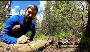 Edible Trail Side Plants every Rocky Mountain Hiker should know (early summer, late spring)