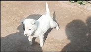 Very Cute Puppy Playing