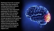 Occipital Lobe - Human Brain Series - Part 7