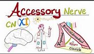 Accessory Nerve - The 11th Cranial Nerve (CN XI) - Neuroanatomy