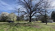 Push to preserve 250-year-old Walton Oak