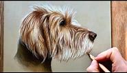 How to draw a pet portrait - Beginner step by step
