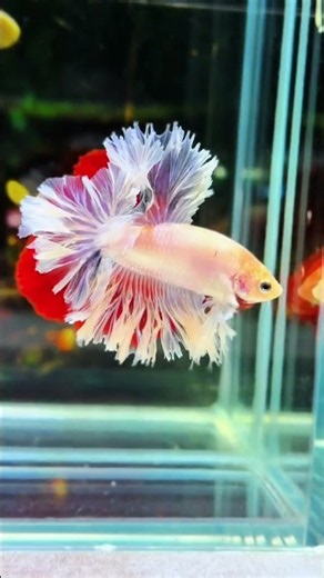 Pink and white koi hydrangeas! #youtube #shorts #funny #beautiful