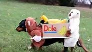 Two Monkeys Carrying a Box of Bananas - Dog Costume Vine by Crusoe
