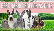 Best Rabbit Breeds as Pets