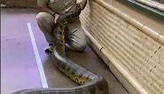 Anaconda | Amazon's Giant Snake