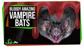 Bloody Amazing Facts About Vampire Bats