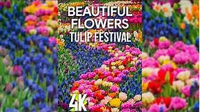 4K Blooming Flowers for Vertical Screen - Visiting RoozenGaarde, Skagit Valley - Tulip Festival 2022