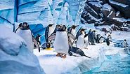 Look: From King to Macaroni, 6 penguins species to charm visitors at SeaWorld Abu Dhabi