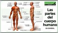 Parts of the Body in Spanish | Las partes del cuerpo humano en español | Learn Spanish Vocabulary