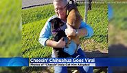 Cheesin' Chihuahua Has Cheshire Cat Grin