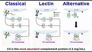 The Complement System: Classical, Lectin, and Alternative Pathways