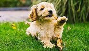 Cockapoo - Pros and Cons of the Cocker Spaniel Poodle Mix