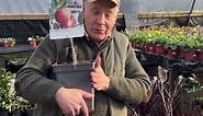 Dwarf Apple Trees “Elstar” and “James Grieve”are perfect partners. Heavy crops of delicious apples .Good in pots or beds. Planting time is from now, available in webshop https://pergolanurseries.ecwid.com ALL IRELAND DELIVERY 🚚 (32 Counties) WEBSHOP https://pergolanurseries.ecwid.com Pergola Nurseries Garden Corner, Virginia,Co Cavan A gardeners oasis of quality plants Open Tuesday to Saturday 10.30-6.00 Open Sundays 2-6 | Pergola Nurseries Garden Corner
