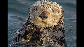 Facts: The Sea Otter