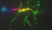 Watch a neuron fire!