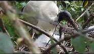 Adult feeding baby ibis
