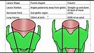 Difference between the Infant larynx & Adult larynx| Infant epiglottis | Paediatric larynx