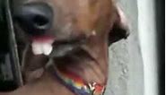 dog with weird teeth meme