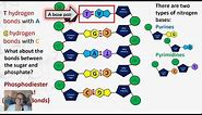 Nucleic Acids Structure & Function -DNA & RNA (AP Biology 1.6 and 6.1)