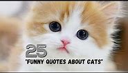 25 Funny Quotes About Cats - My Social Quotes