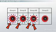 Blood Type Genotypes | Characteristics, Inheritance & Transfusion