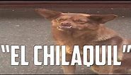 La Historia del meme Chilaquil