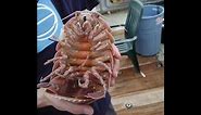 The giant Isopod