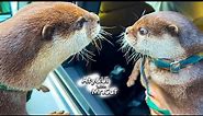 Happy Otter Aty to See His Best Friends Again [Otter Life Day 843]