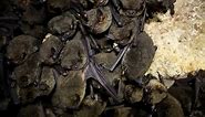 13 Bats in Ohio: Most Common Type and Risks