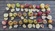 Keepers Nursery December apple tasting, best late season varieties comparisons & reviews