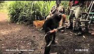 RISE OF THE PLANET OF THE APES | Viral Video: Ape With AK-47
