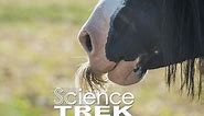 Science Trek:Horses: Horse Mustache?