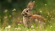 Rabbit Symbolism & The Spiritual Meaning Of Seeing Rabbits