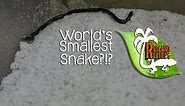World's Smallest Snake?! - Florida Blind Snake