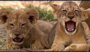 Cutest 6 Week Old Lion Cub! | This Wild Life | BBC Earth