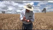 How to estimate wheat yields