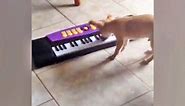 Chihuahuas Play Piano - Vote for Animals!